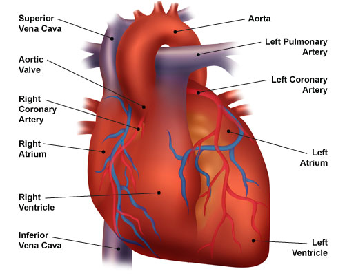 heart image